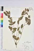 新竹油柑、新竹葉下珠藏品圖，第1張