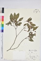 粗糠柴藏品圖，第1張