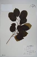 破布子藏品圖，第1張