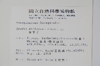 破布子藏品圖，第2張