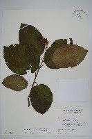 破布烏藏品圖，第1張