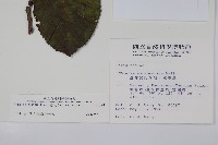 破布烏藏品圖，第2張