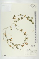 倒吊金鐘、天花藏品圖，第1張