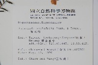 藍花楹藏品圖，第2張