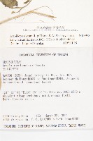 玉山筷子芥藏品圖，第2張