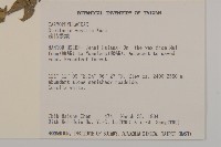 疏花繁縷藏品圖，第2張