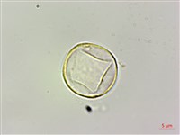 咬人狗藏品圖，第2張