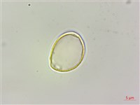 咬人狗藏品圖，第3張