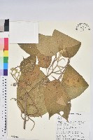 屏東鐵莧藏品圖，第1張