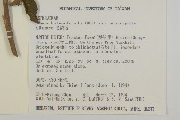 艾納香藏品圖，第2張