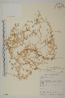 天蓬草藏品圖，第1張