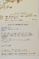 天蓬草藏品圖，第2張