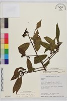 鈍齒鼠李藏品圖，第1張