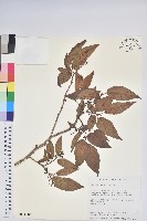 南燭藏品圖，第1張