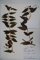 阿里山忍冬、漸尖葉忍冬藏品圖，第1張