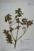 苗栗冬青藏品圖，第1張