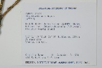 苗栗冬青藏品圖，第2張