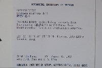 阿里山忍冬、漸尖葉忍冬藏品圖，第2張