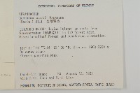 長萼瞿麥藏品圖，第2張