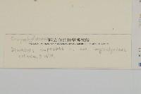 長萼瞿麥藏品圖，第3張