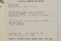 厚葉衛矛藏品圖，第2張