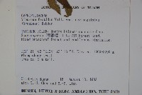 狹葉莢迷藏品圖，第2張