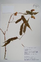 臺灣秋海棠藏品圖，第1張