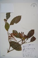 珊瑚樹藏品圖，第1張