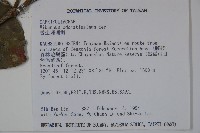 珊瑚樹藏品圖，第2張