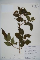 蝴蝶莢迷藏品圖，第1張