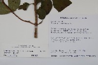 蝴蝶莢迷藏品圖，第2張