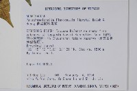 曲莖馬藍藏品圖，第2張