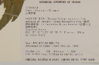 臺灣馬蘭藏品圖，第2張