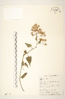 蔓黃菀藏品圖，第1張