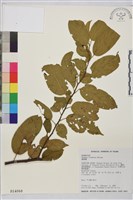 桶鉤藤藏品圖，第1張