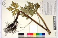 臺灣烏頭藏品圖，第1張