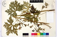 臺灣烏頭藏品圖，第2張