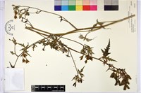 臺灣烏頭藏品圖，第3張