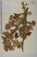 薄葉艾納香藏品圖，第2張