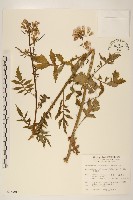 飛機草藏品圖，第1張