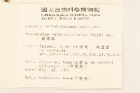 飛機草藏品圖，第2張
