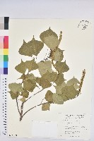 烏臼藏品圖，第1張