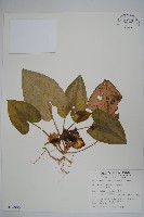 大屯細辛藏品圖，第1張