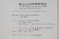 大屯細辛藏品圖，第2張