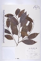 山紅柿藏品圖，第1張