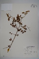 追分忍冬藏品圖，第1張