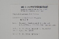 追分忍冬藏品圖，第2張