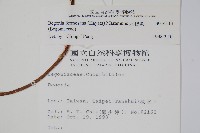 水鴨腳藏品圖，第2張