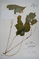 水鴨腳藏品圖，第1張