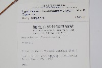 水鴨腳藏品圖，第2張